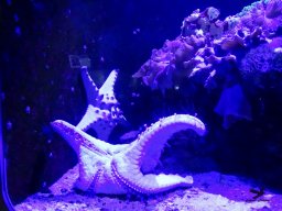 Haus des Meeres 4.02.2026